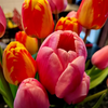 Fresh Flower Bouquet (PRE-SALE PICK UP ONLY)