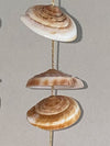 Conus Earrings