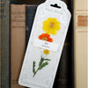 A Page Petal pressed flower bookmark packaging featuring a bookmark with yellow, orange, and white pressed flowers with green stems, displayed upright between vintage book spines on a wooden shelf.