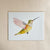 Rofous Hummingbird 8x10 Art Print